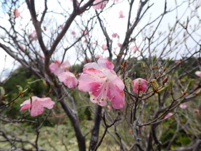 2022 長野県 父子2人旅 ～ 南木曽岳(1,679m) ～ 登山編 ～ お花がきれいでした ～