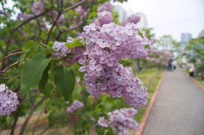 さわやか北海道　花めぐり　