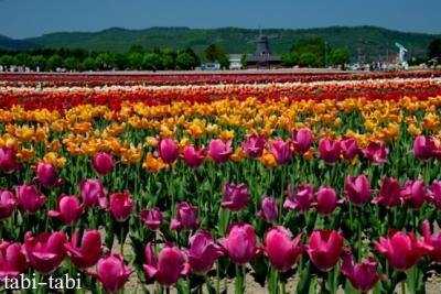 北海道・オホーツク ５月の探鳥旅行 (ノゴマ)