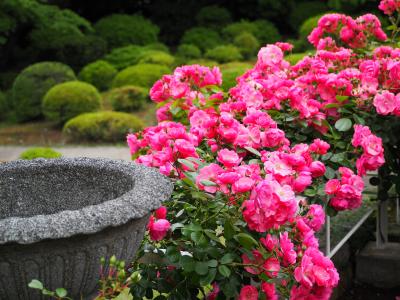 東京 薔薇と洋館の名所めぐり Vol.２ 旧古河庭園編  3年ぶりの「春のバラフェスティバル」