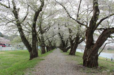 みちのく三大桜巡りと津軽鉄道お花見列車３日間（最終日）