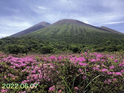 高千穂河原「鹿ケ原」のミヤマキリシマを見に行ってみた