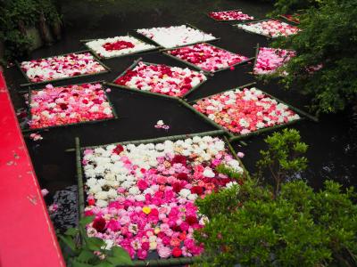 芍薬を池に浮かばせた花筏を見たくて、花終盤のつくば牡丹園へ出かけてきました