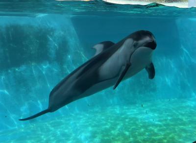 フリーきっぷでお得に行く「お祭りでにぎわう下田まち歩きと水族館」