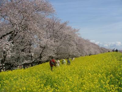 熊谷桜堤