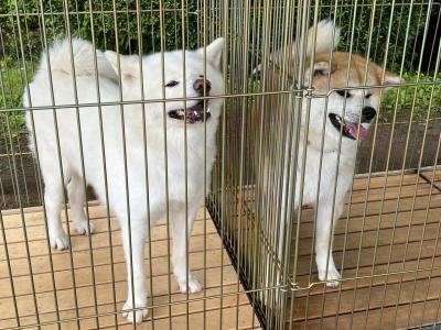 久保田城と秋田犬と私～秋田日帰り弾丸旅行でハプニング～