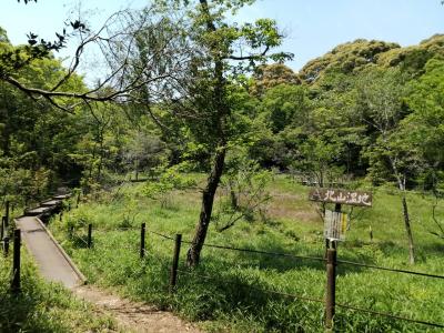 岡崎の隠れた名所…自然豊かな北山湿地をのんびり散策