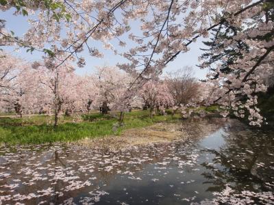 さくらの時。