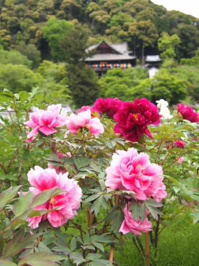 麗春の花々と4トラ仲間に会いに行く旅（2）奈良と桜井市散策の2日間＆奈良オフ会6名で10年前の札幌大オフ会を懐かしむ