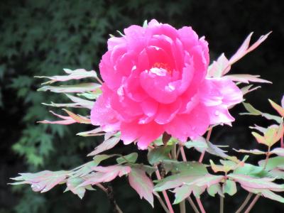 花と野鳥と文学碑巡りの後は『鮑のおどり焼』付き夕食★塩原温泉2泊3日2022年5月②