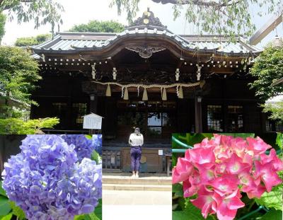 東京十社の一つで紫陽花で知られる白山神社を訪れた
