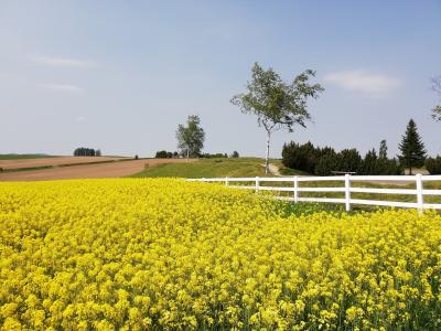 2022年5月　美瑛の丘巡り