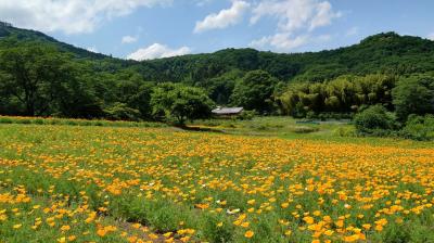 2022年5月　秩父・長瀞旅行♪再び♪いちご狩り♪温泉♪ハナビシソウ♪秩父ホルモン♪