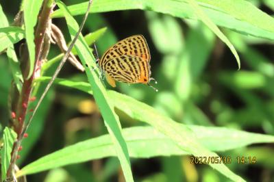 2022年森のさんぽ道で見られた蝶(23)その2)沢山見られたアカシジミ、ウラナミアカシジミ