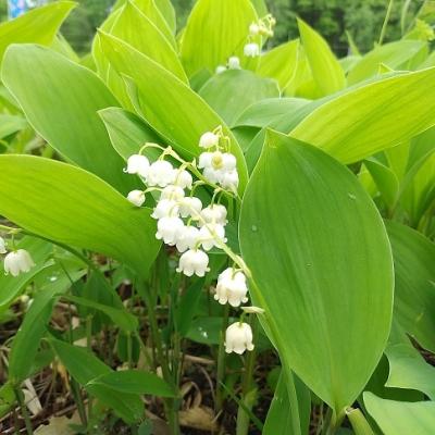 日本一の野生すずらん群生地へ～ニシパの恋人と平取牛も食す★