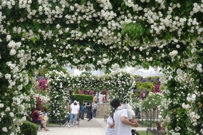 横浜山下公園のバラ（未来のバラ園） 