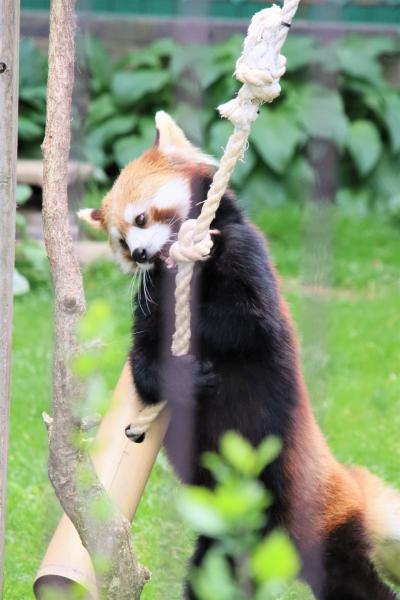 車で２度目の福島・栃木レッサーパンダ遠征（４）東北サファリパーク：全員に会えたレッサーパンダ～誕生日間近のランちゃんムーちゃん＆子羊レーズン