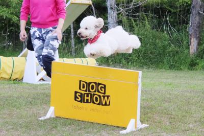 車で２度目の福島・栃木レッサーパンダ遠征（５）東北サファリパーク：フラミンゴ以外の３大ショーからふれあい広場やクマコーナーまでもれなく回る