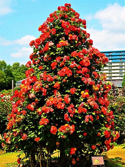 京成バラ園-6　整形式庭園＊Modern Rose 多種多彩に　☆〈ふれ太鼓〉やさしいバラ　
