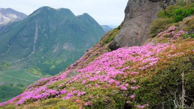 ２０２２くじゅう連山ミヤマキリシマ、今年は平治岳