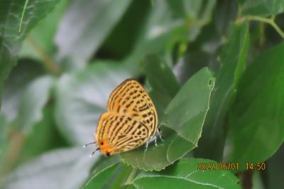 2022年森のさんぽ道で見られた蝶(24)その1)ゼフィルス類(アカシジミ、ウラナミアカシジミ、ミズイロオナガシジミ)