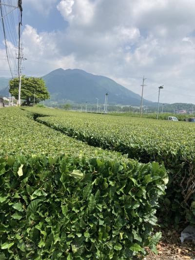 初カプセルルームと椿大社と水沢茶と