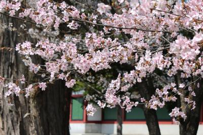 「山桜　今日北の地に　匂いぬるかな」　旭川市