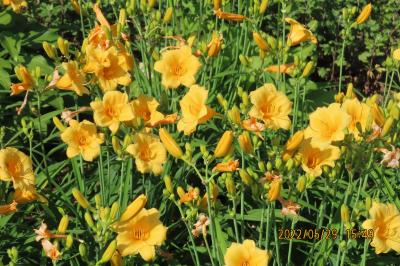 ビバホーム横の通りの花壇