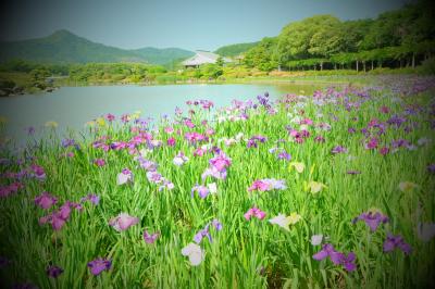 天まで届きそうな遊子のだんだん畑　南楽園の菖蒲と真珠　ドライブひとり旅　宇和島の旅①　２０２２．６