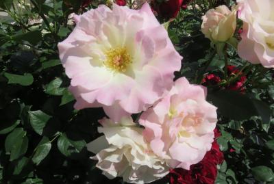 2022春、庄内緑地公園のバラ(2/16)：5月14日(2)：ゴールド・バニー、メルヘン・ケーニギン、ファンタジア、ニューサ