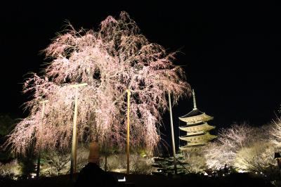 京都桜散歩 2022 東寺　醍醐寺