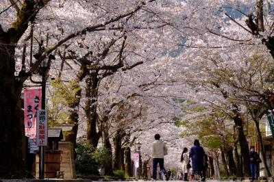 「谷汲山桜まつり」夫婦の旅