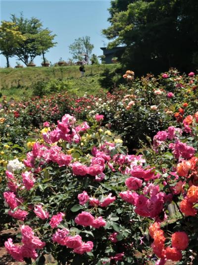 いばらきフラワーパーク-1　石岡⇔バス・茨城県の県花=バラ　☆800種30,000株＊植栽