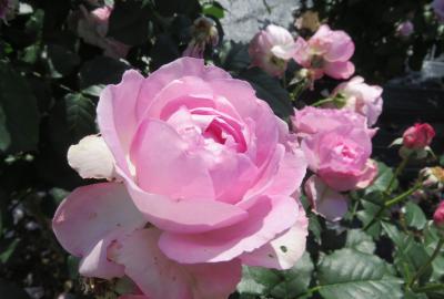 2022春、庄内緑地公園のバラ(5/16)：5月14日(5)：時計塔、ダイアナ・プリンセス・オブ・ウェールズ、マルコ・ポーロ