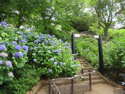 2022年　東京・多摩川台公園のあじさい