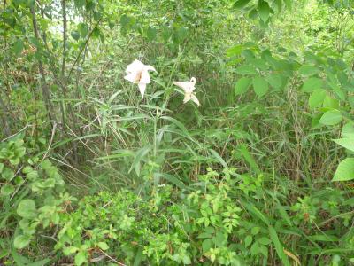★播磨の名峰・高御位山(たかみくらやま)播磨アルプス全山縦走