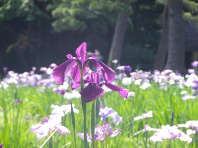 2022初夏の小石川後楽園で花菖蒲を楽しむ