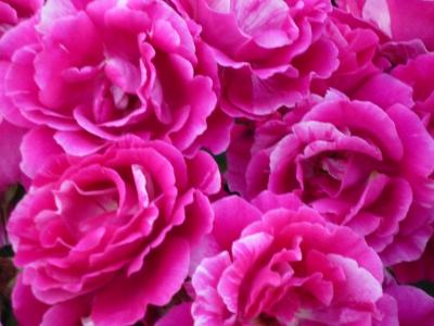 5月下旬　高槻市の玉川の里の卯の花・茨木市の若園公園のバラ