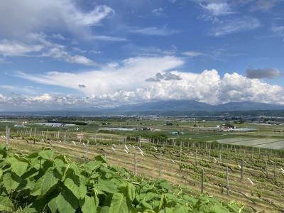 梅雨時期に行く！北海道レンタカー3泊4日 1日目（新千歳～富良野～美瑛～トマム）