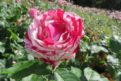 2022春、庄内緑地公園のバラ(6/16)：5月14日(6)：ブライダル・ホワイト、センチメンタル、ガーデン・オブ・ローゼズ