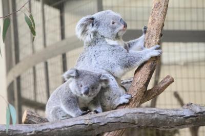 GW直前の多摩動物公園2022（後編）大きくなっていたコアラの赤ちゃんはじめまして！～３回足を運び運が良かったコアラ舎＆トラ展と買い物ほか