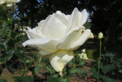 2022春、庄内緑地公園のバラ(7/16)：5月14日(7)：ブルー・ムーン、オクラホマ、ホワイト・クリスマス、アスピリン・ローズ