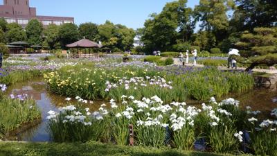 ３年ぶりに開園　平日の午後は空いてました『城北菖蒲園』