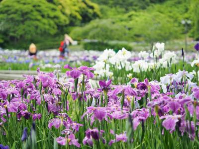 今年は当たり！　横須賀しょうぶ園 2022.6.7　