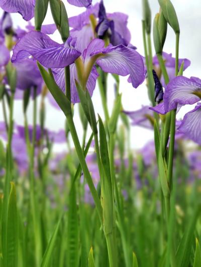 梅雨の合間に　初夏の花園へ、菖蒲　百合　紫陽花の競演♪︎