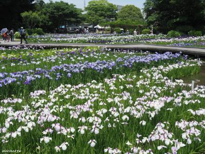 全国屈指の規模を誇る14万株のハナショウブ＠横須賀しょうぶ園