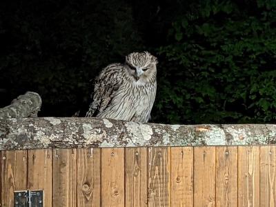 最果ての野付半島のトドワラへ、エゾフクロウに会える宿 湯宿だいいち