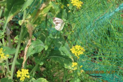 2022年森のさんぽ道で見られた蝶(26)その1)スジグロシロチョウ、モンシロチョウ、キチョウ