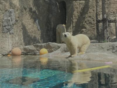 2022年6月10日 初めての "旭山動物園"。生後6か月を迎えた "ホッキョクグマの赤ちゃん" は、たくましく成長してました！　　