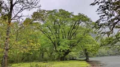 ふだん着の休日　梅雨に入った久しぶりの奥日光でも雨でした　＿1と2